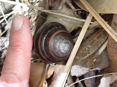 Thersites mitchellae