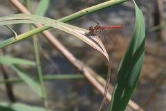 Sympetrum striolatum