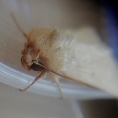 Hyphilare