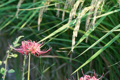 Lycoris radiata