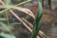 Sympetrum striolatum