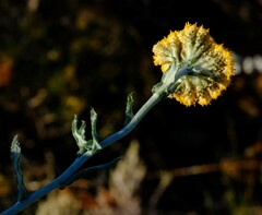 Helichrysum hebelepis