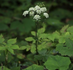 Apiaceae