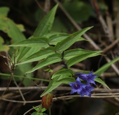 Gentiana asclepiadea
