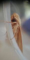 Hyphilare