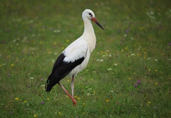 Ciconia ciconia