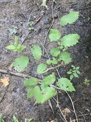Ulmus alata