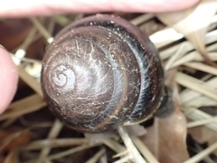 Thersites mitchellae