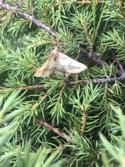 Aspitates acuminaria