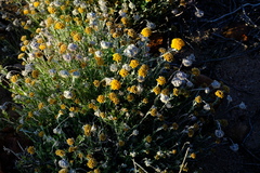 Helichrysum hebelepis