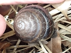 Thersites mitchellae