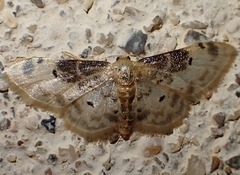 Idaea filicata