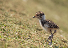 Vanellus chilensis