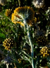 Helichrysum hebelepis