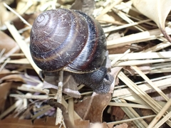 Thersites mitchellae