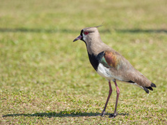 Vanellus chilensis