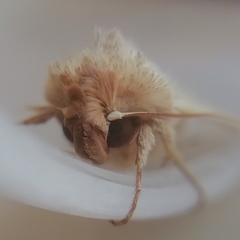 Hyphilare