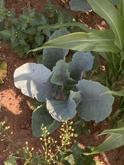 Brassica