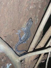 Hemidactylus frenatus