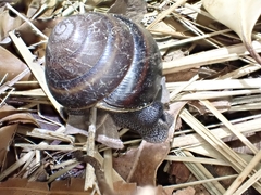 Thersites mitchellae