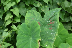 Caladium bicolor