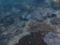 Dascyllus trimaculatus