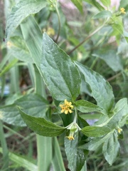 Synedrella nodiflora