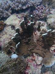Millepora exaesa