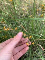 Pultenaea parviflora