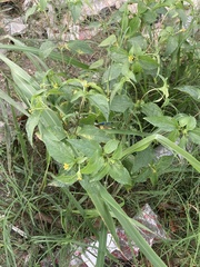 Synedrella nodiflora