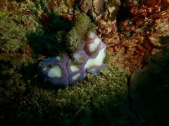 Conglomeratusclera coerulea