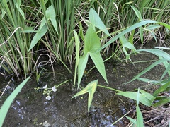 Sagittaria trifolia