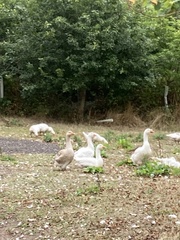 Anser anser domesticus