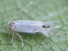 Leucoptera