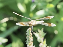 Sympetrum pedemontanum