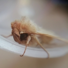 Hyphilare