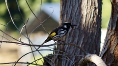 Phylidonyris novaehollandiae