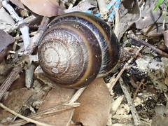 Thersites mitchellae