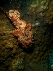 Scorpaenopsis oxycephalus