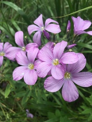 Linum hypericifolium