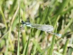 Ischnura pumilio