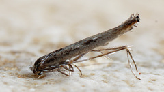 Lyonetia