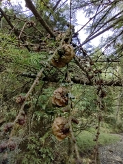 Pinales