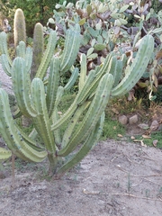 Myrtillocactus