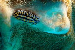 Phyllidia varicosa