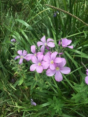 Linum hypericifolium