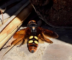 Megascolia maculata maculata