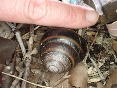 Thersites mitchellae