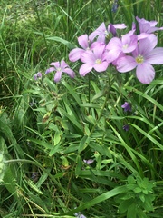 Linum hypericifolium
