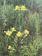 Oenothera